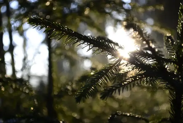 Apbedīšanas pakalpojumi un kremācija Rīgā - Klusums VS